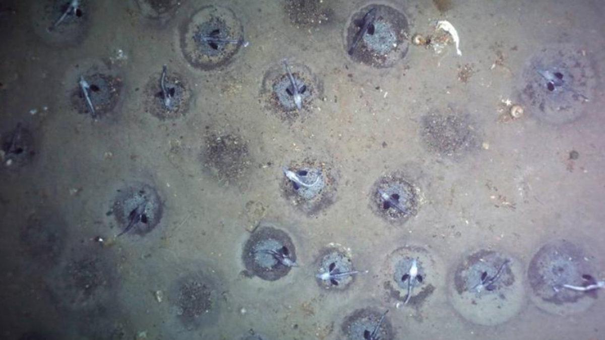 60 Milyon Yuvaya Sahip Dünyanın En Büyük Balık Üreme Alanı Keşfedildi