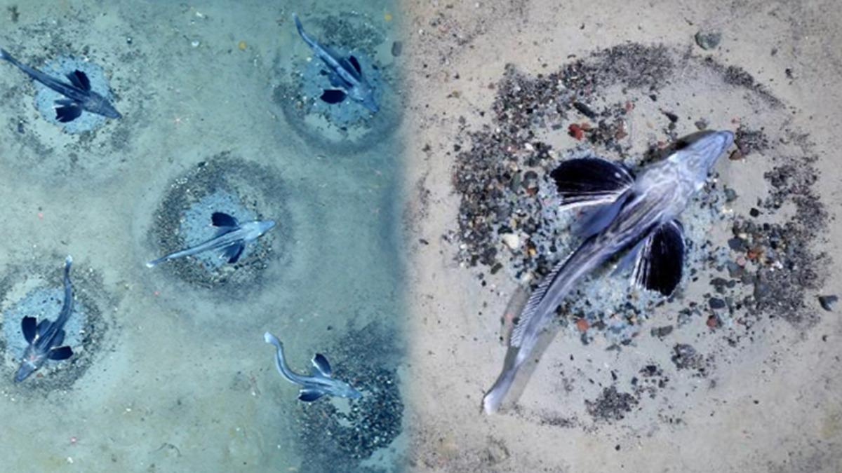 60 Milyon Yuvaya Sahip Dünyanın En Büyük Balık Üreme Alanı Keşfedildi