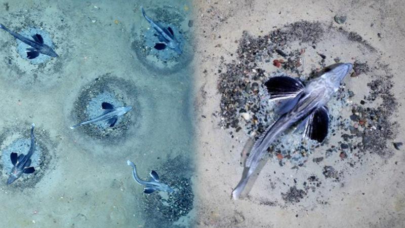 60 Milyon Yuvaya Sahip Dünyanın En Büyük Balık Üreme Alanı Keşfedildi