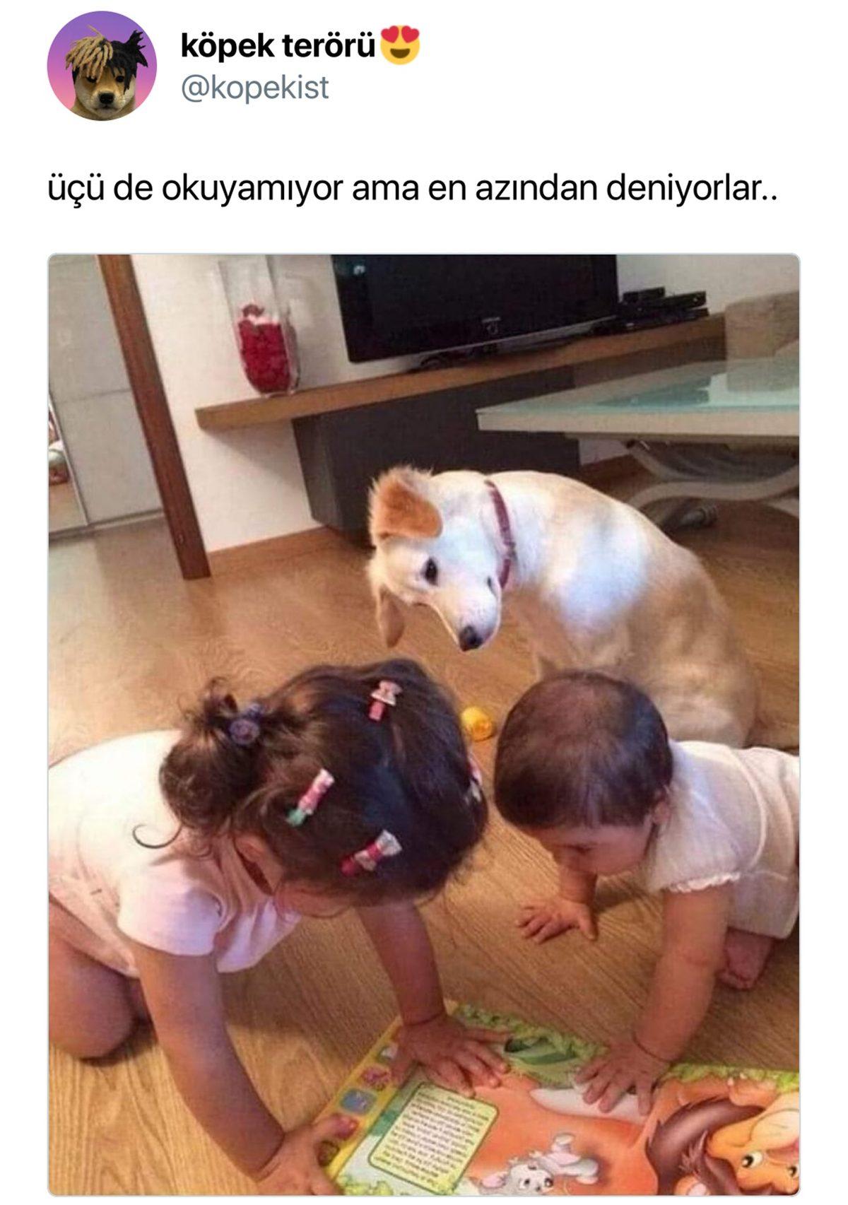 Can Sıkıntınızı Bertaraf Edip Sizi Kahkahalara Boğacak Aşırı Eğlenceli 34 Tweet