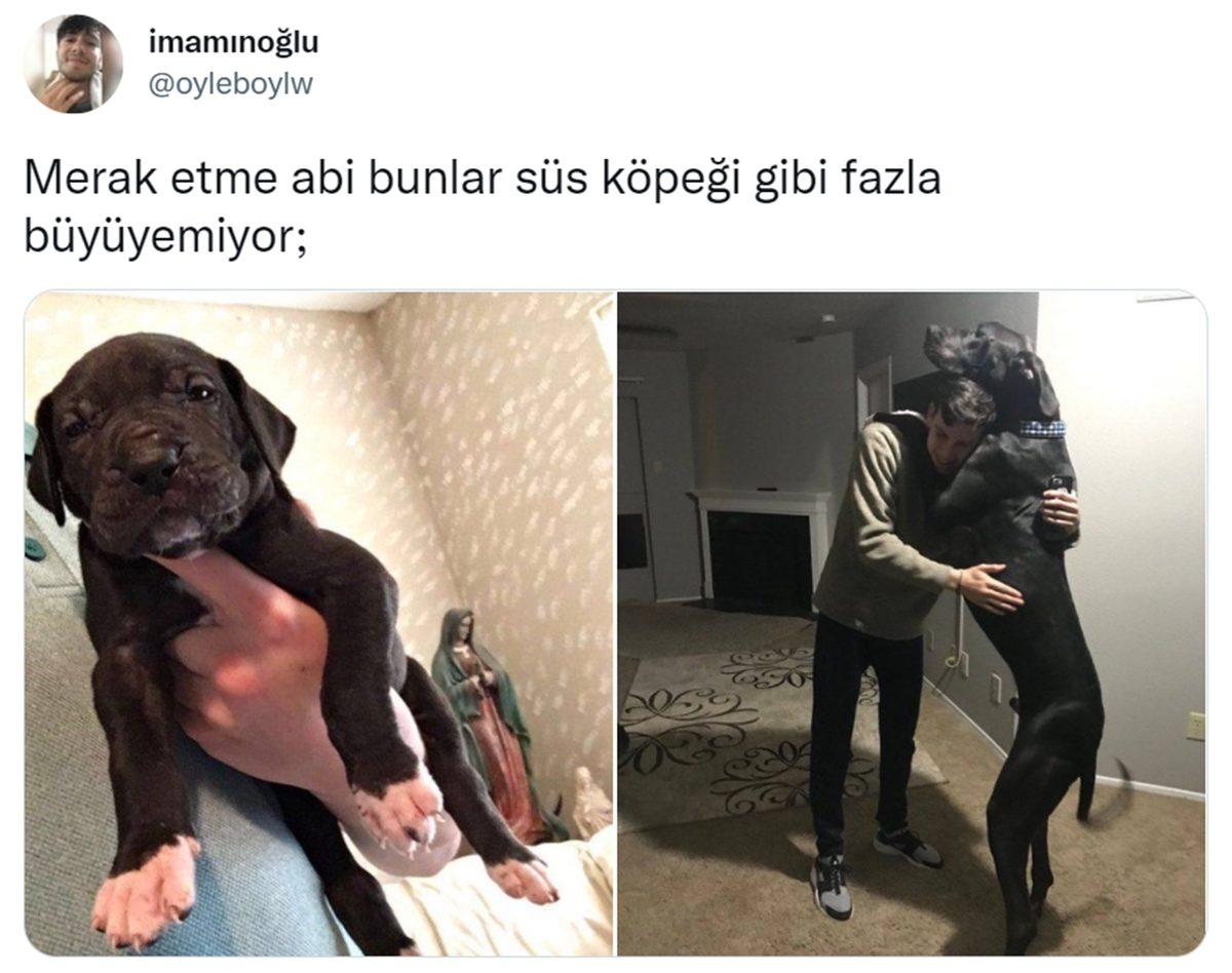 Can Sıkıntınızı Bertaraf Edip Sizi Kahkahalara Boğacak Aşırı Eğlenceli 34 Tweet