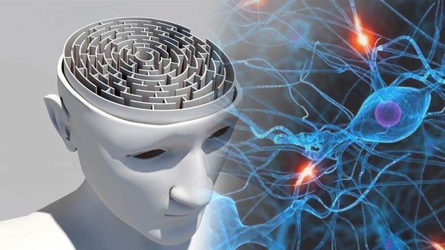 Bilim İnsanları, İnsan Beyni Hakkında Yeni Bir Bulgu Keşfetti: Yapay Zeka Teknolojilerinde Kullanılabilir