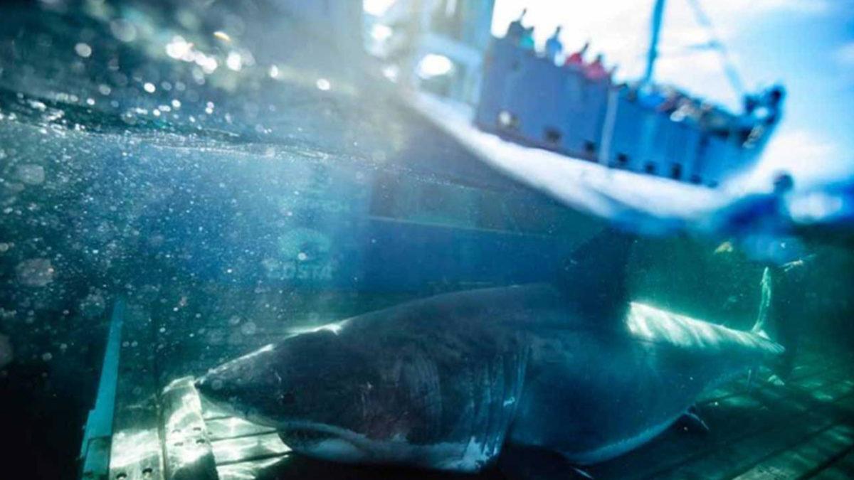 Yaklaşık 1 Ton Ağırlığındaki Büyük Beyaz Köpek Balığı, Miami Açıklarında Tespit Edildi
