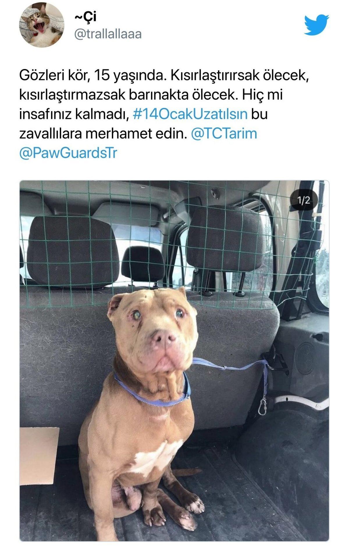 Tarih Ertelenmezse Birçok Hayvan Ölüme Terk Edilecek: ’Yasaklı Irkların’ Kayıt İşlemleri #14OcakUzatılsın Etiketiyle Sosyal Medyanın Gündeminde