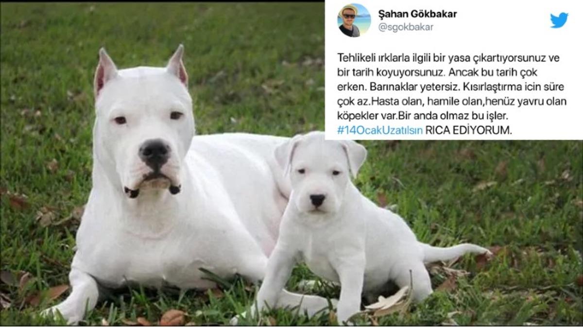 Tarih Ertelenmezse Birçok Hayvan Ölüme Terk Edilecek: ’Yasaklı Irkların’ Kayıt İşlemleri #14OcakUzatılsın Etiketiyle Sosyal Medyanın Gündeminde