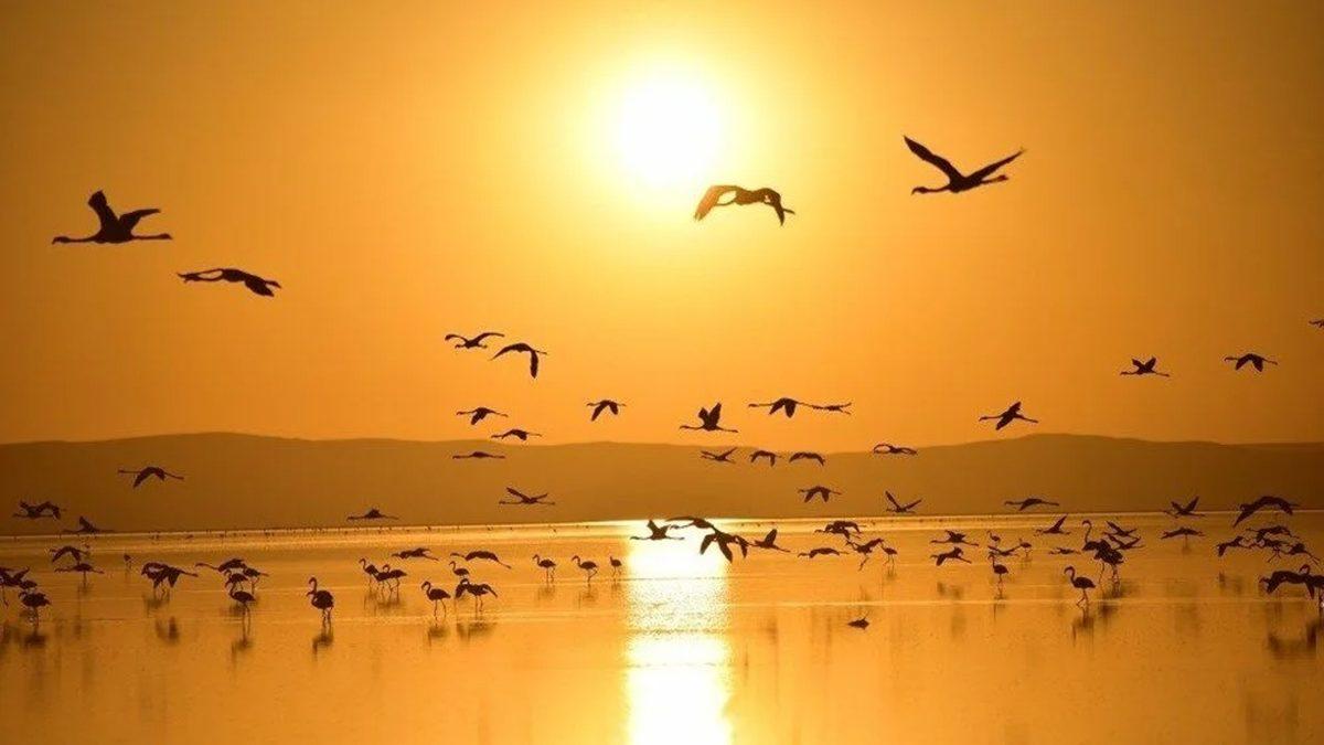 Tuz Gölü’nde Ölen Binlerce Flamingo Hakkında Konya Valiliği’nden Açıklama Geldi