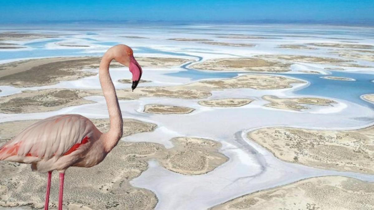 Tuz Gölü’nde Ölen Binlerce Flamingo Hakkında Konya Valiliği’nden Açıklama Geldi