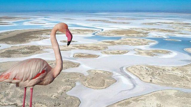 Tuz Gölü’nde Ölen Binlerce Flamingo Hakkında Konya Valiliği’nden Açıklama Geldi