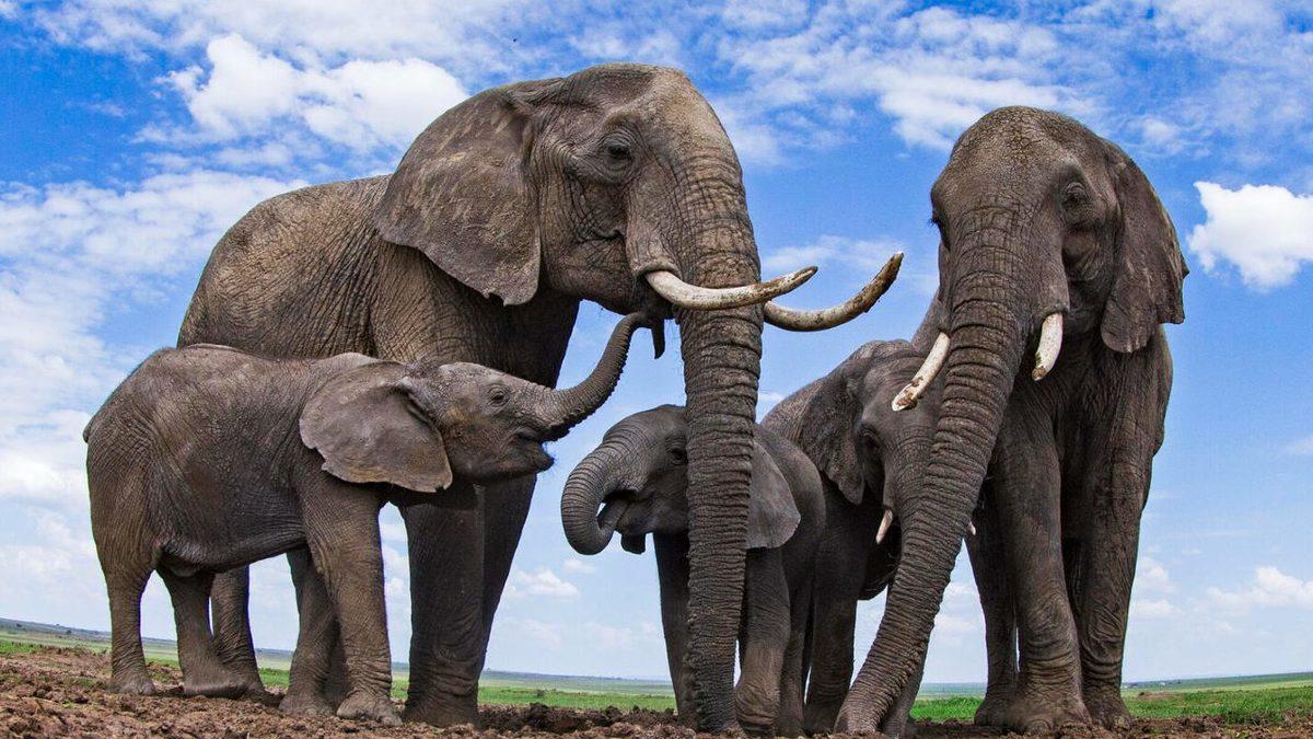 Bu Hepimizin Başarısı(!): Plastik Atık Yedikleri İçin Ölen Filler Yok Olma Tehlikesiyle Karşı Karşıya