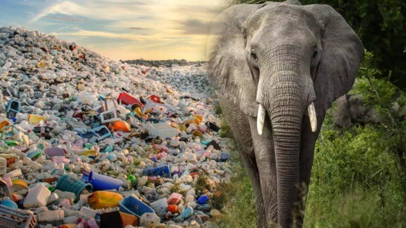 Bu Hepimizin Başarısı(!): Plastik Atık Yedikleri İçin Ölen Filler Yok Olma Tehlikesiyle Karşı Karşıya