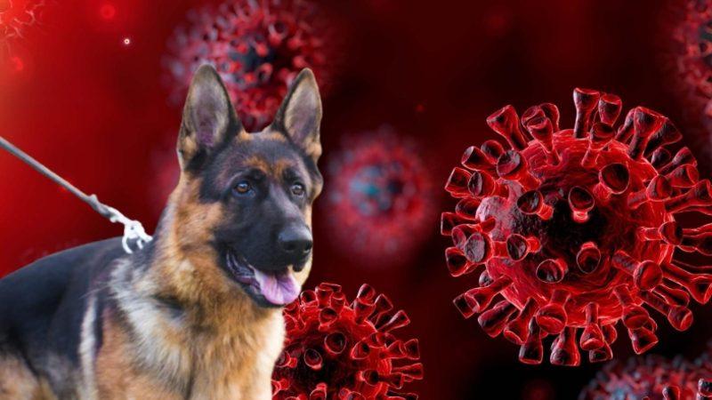 Köpeklerin ’Uzun COVID Sendromunu’ Koklayarak Tespit Edebildikleri Keşfedildi: Yöntem Türkiye’de de Kullanılacak