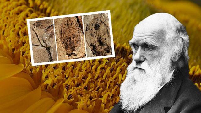 Darwin’in Cevabını Bulamadığı Çiçeklerin Gizemli Evrimini Aydınlatacak Yeni Bir Fosil Keşfedildi