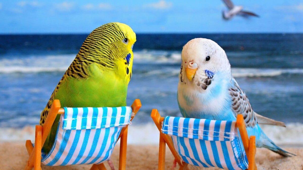 Muhabbet Kuşunuz Çıkardığı Seslerle Size Aslında Ne Anlatır? İşte Bilime Göre Ötüş Şekilleri ve Anlamları