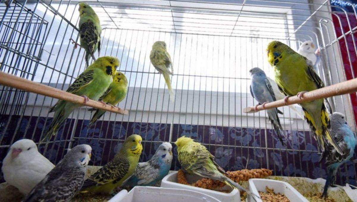 Muhabbet Kuşunuz Çıkardığı Seslerle Size Aslında Ne Anlatır? İşte Bilime Göre Ötüş Şekilleri ve Anlamları