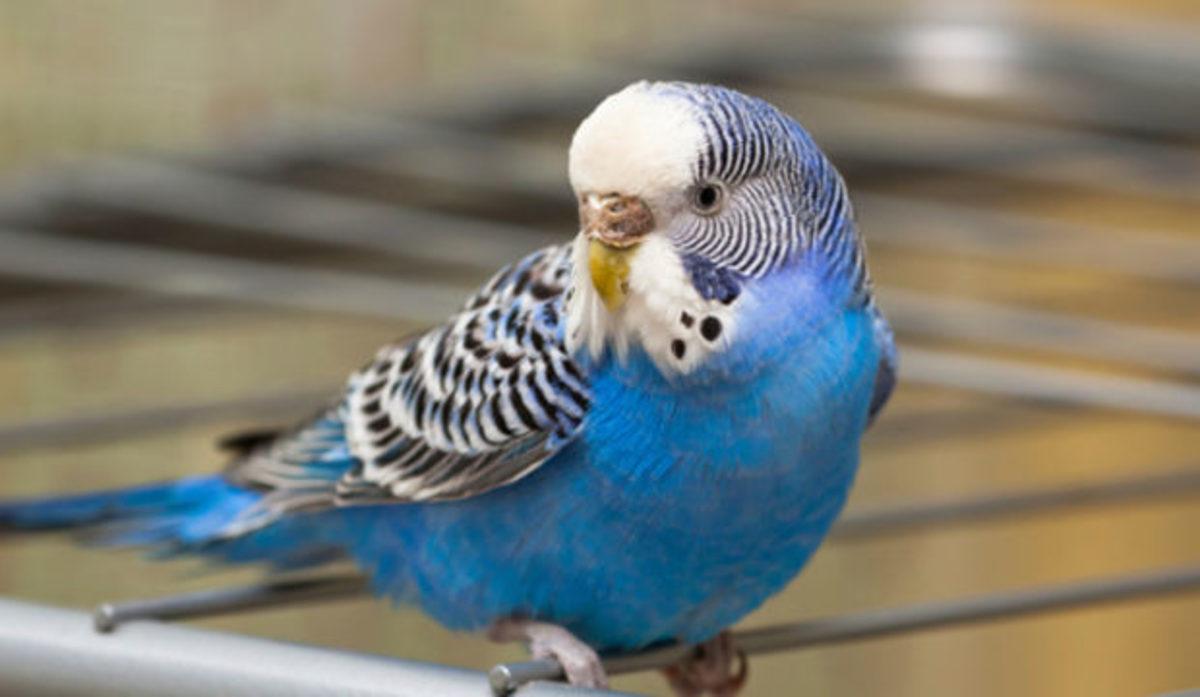 Muhabbet Kuşunuz Çıkardığı Seslerle Size Aslında Ne Anlatır? İşte Bilime Göre Ötüş Şekilleri ve Anlamları