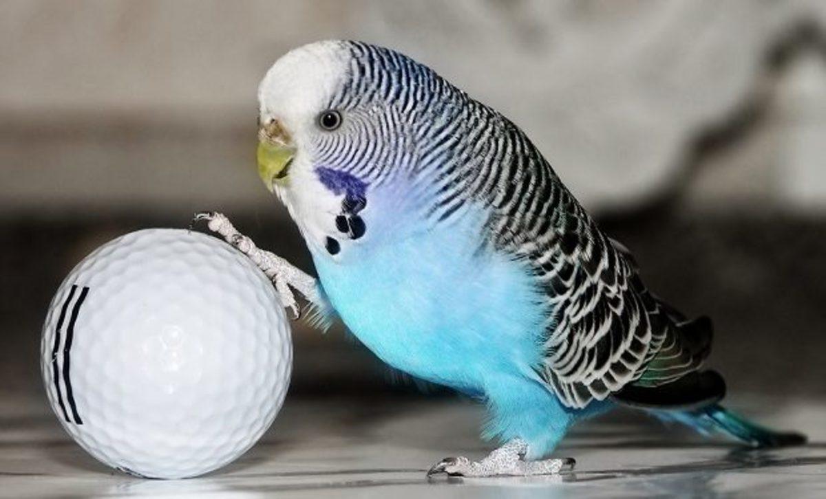 Muhabbet Kuşunuz Çıkardığı Seslerle Size Aslında Ne Anlatır? İşte Bilime Göre Ötüş Şekilleri ve Anlamları