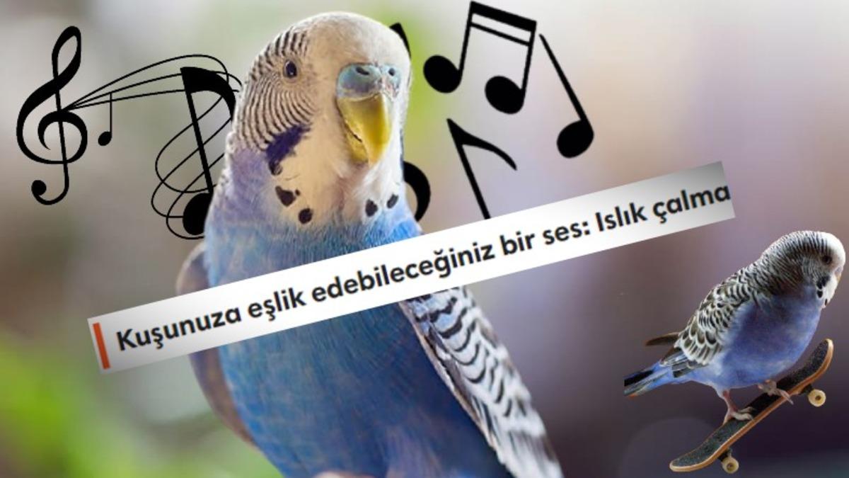 Muhabbet Kuşunuz Çıkardığı Seslerle Size Aslında Ne Anlatır? İşte Bilime Göre Ötüş Şekilleri ve Anlamları