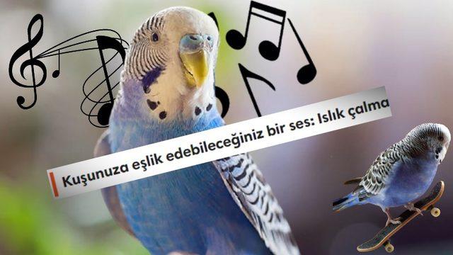 Muhabbet Kuşunuz Çıkardığı Seslerle Size Aslında Ne Anlatır? İşte Bilime Göre Ötüş Şekilleri ve Anlamları