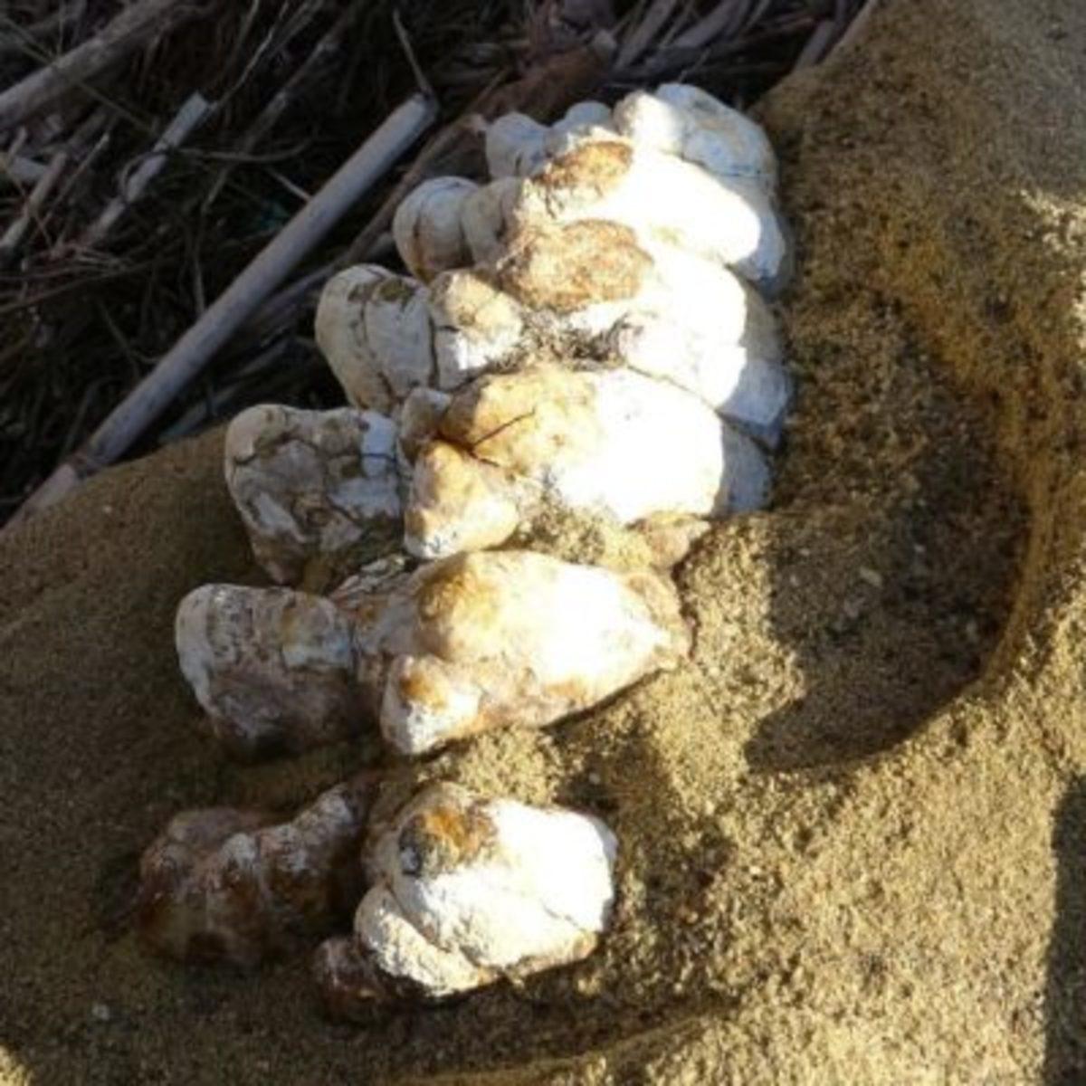 Çanakkale’de 9 Milyon Yıllık Mamut Fosilleri Bulundu