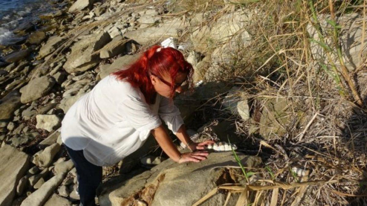 Çanakkale’de 9 Milyon Yıllık Mamut Fosilleri Bulundu