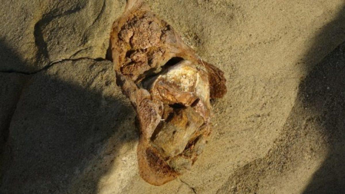 Çanakkale’de 9 Milyon Yıllık Mamut Fosilleri Bulundu