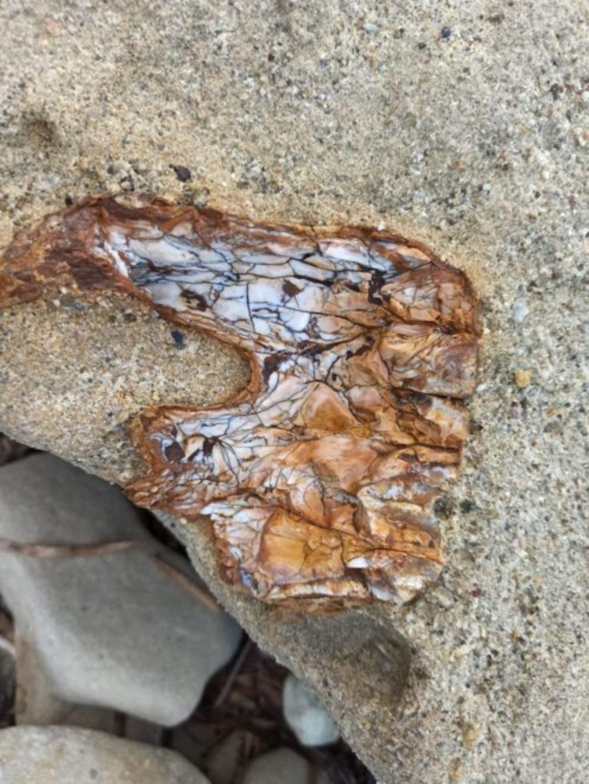 Çanakkale’de 9 Milyon Yıllık Mamut Fosilleri Bulundu