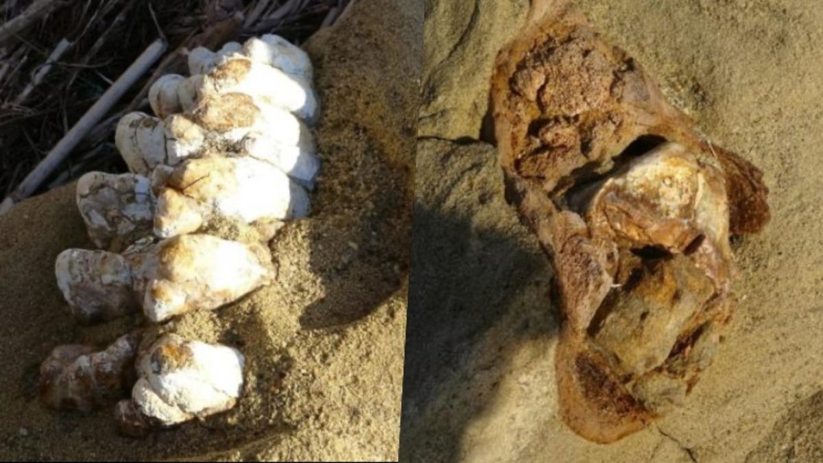 Çanakkale’de 9 Milyon Yıllık Mamut Fosilleri Bulundu