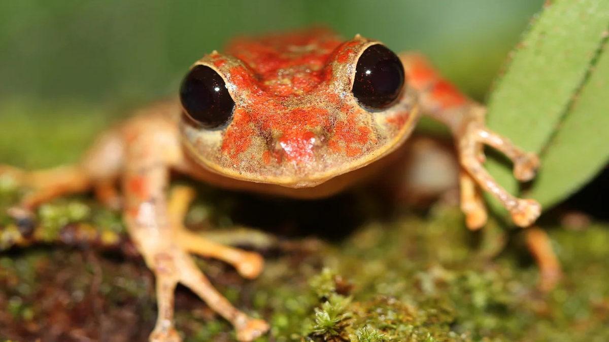 Yeni Keşfedilen Bir Kurbağa Türüne Greta Thunberg’ün Adı Verildi
