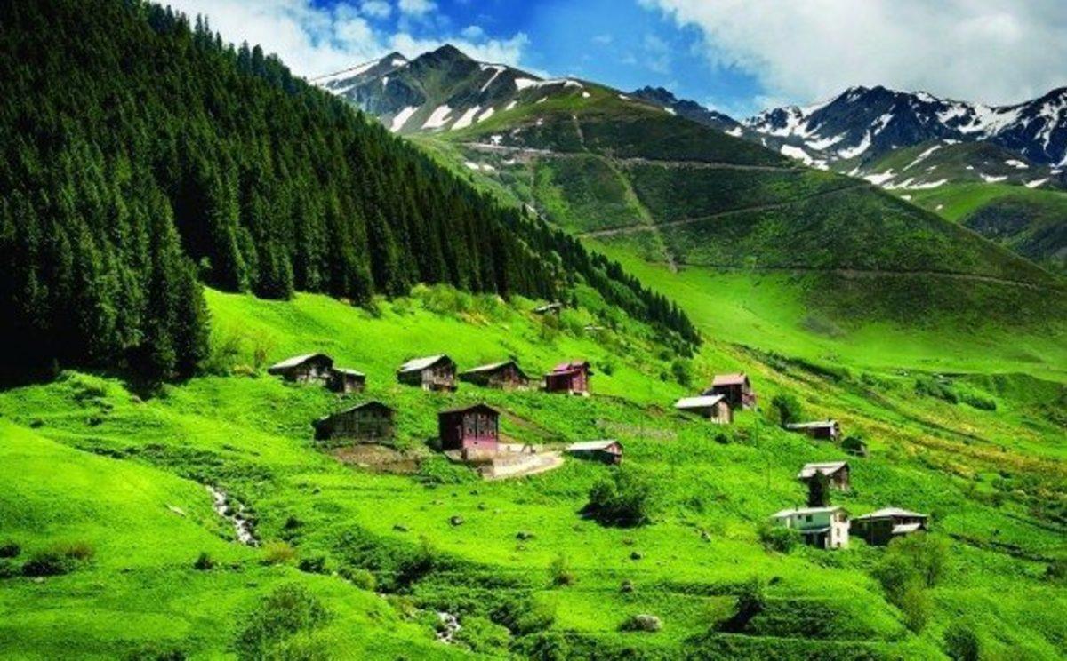 En Yaşlısı Milattan Bin Yıl Önce Dikilen Dünyanın En Uzun Ağacı Sekoya Hakkında 9 Tuhaf Bilgi