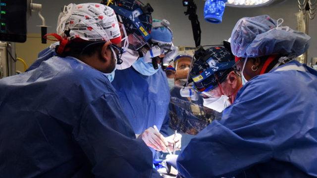 Domuzdan İnsana Organ Naklinde Yeni Bir İlk: İki Domuz Böbreği Birden Bir İnsana Nakledildi
