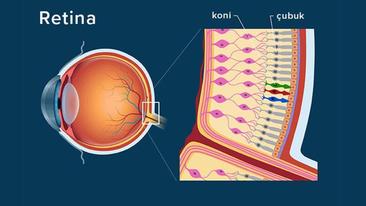 Gözler Kalbin Aynasıdır: Gözlerin, İnsanların ’Ne Zaman Ölebileceklerini’ Gösterdiği Keşfedildi