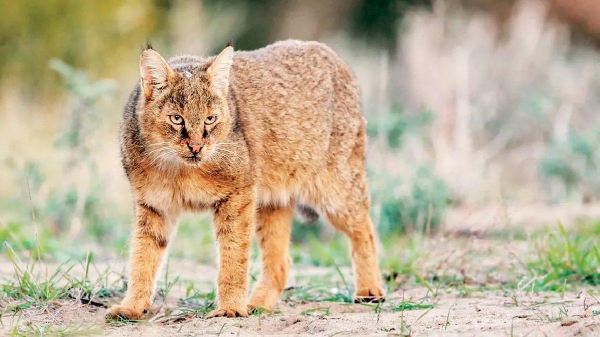 Kimilerinin Nesli Tükeniyor: Türkiye’de Yaşayan Birbirinden Güzel Kedi Türleri