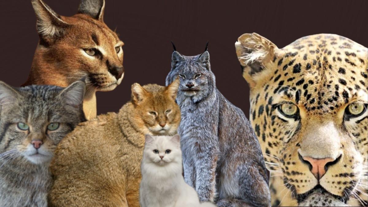 Kimilerinin Nesli Tükeniyor: Türkiye’de Yaşayan Birbirinden Güzel Kedi Türleri