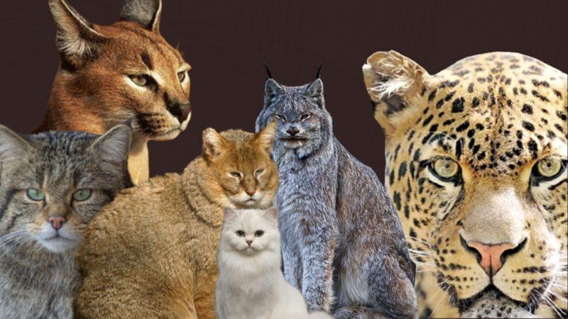 Kimilerinin Nesli Tükeniyor: Türkiye’de Yaşayan Birbirinden Güzel Kedi Türleri