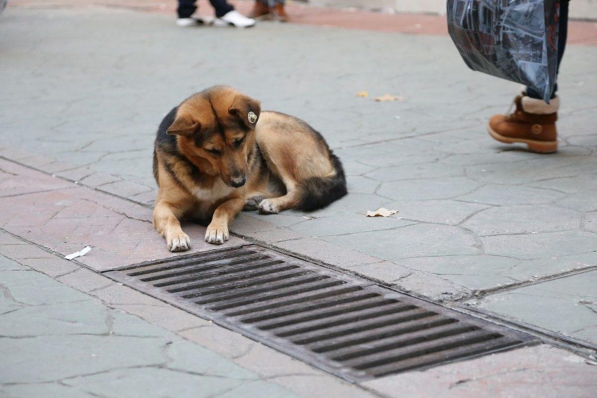 İnternette Fenomen Olan Kocaeli’deki Köpeğin Mazgalın Başında Neden Beklediği Belli Oldu