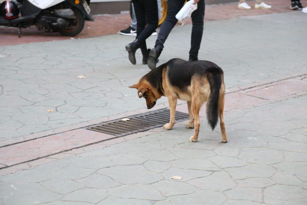 İnternette Fenomen Olan Kocaeli’deki Köpeğin Mazgalın Başında Neden Beklediği Belli Oldu