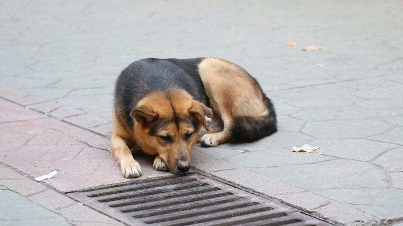 İnternette Fenomen Olan Kocaeli’deki Köpeğin Mazgalın Başında Neden Beklediği Belli Oldu