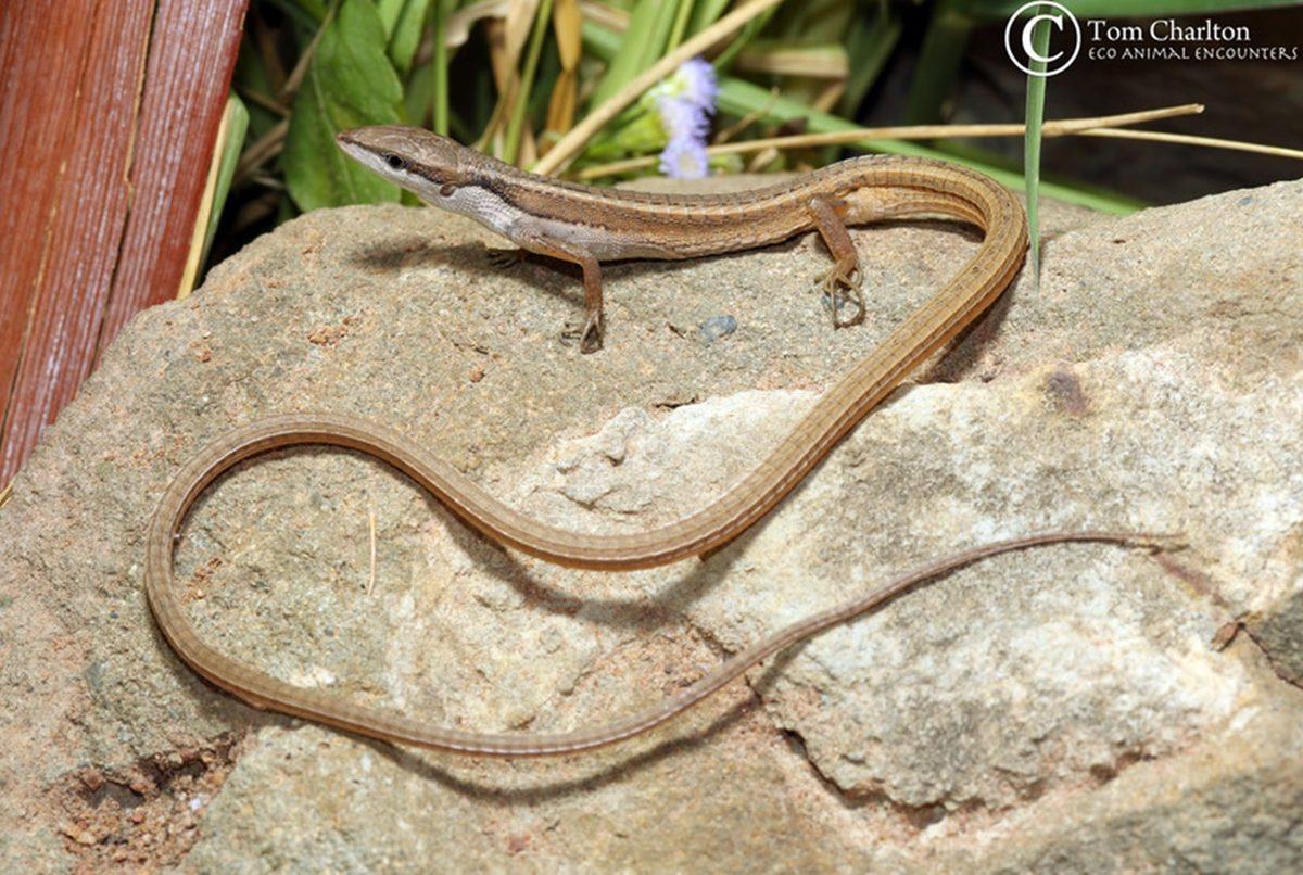 Gördüğünüz An Ekrana Uzun Uzun Bakmanıza Neden Olacak 25 Sıra Dışı Görüntü
