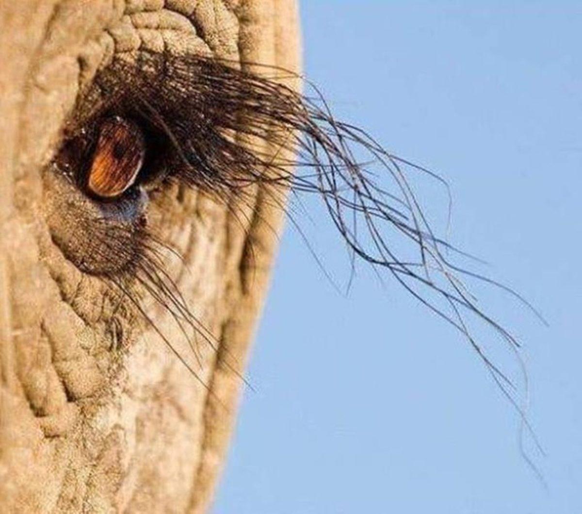 Gerçek Olduğuna İnanmakta Güçlük Çekeceğiniz 25 Sıra Dışı Görüntü