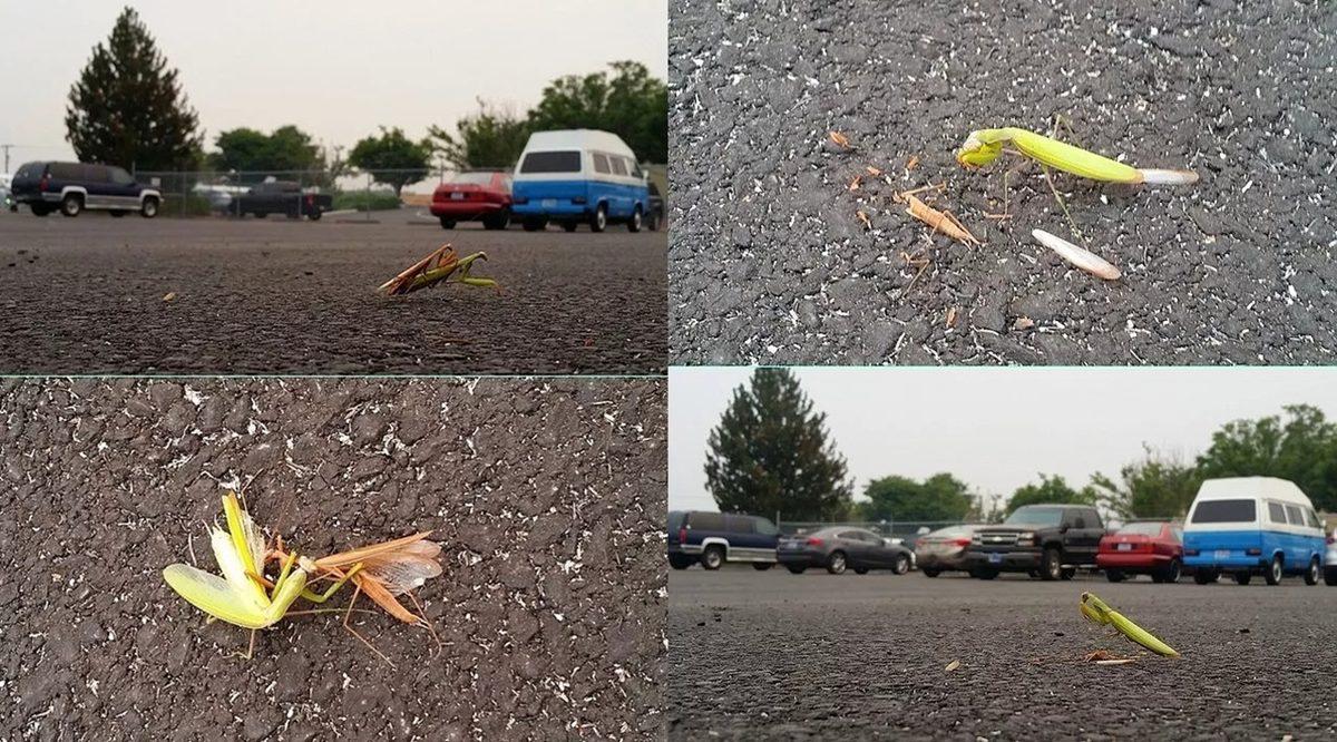 Gerçek Olduğuna İnanmakta Güçlük Çekeceğiniz 25 Sıra Dışı Görüntü