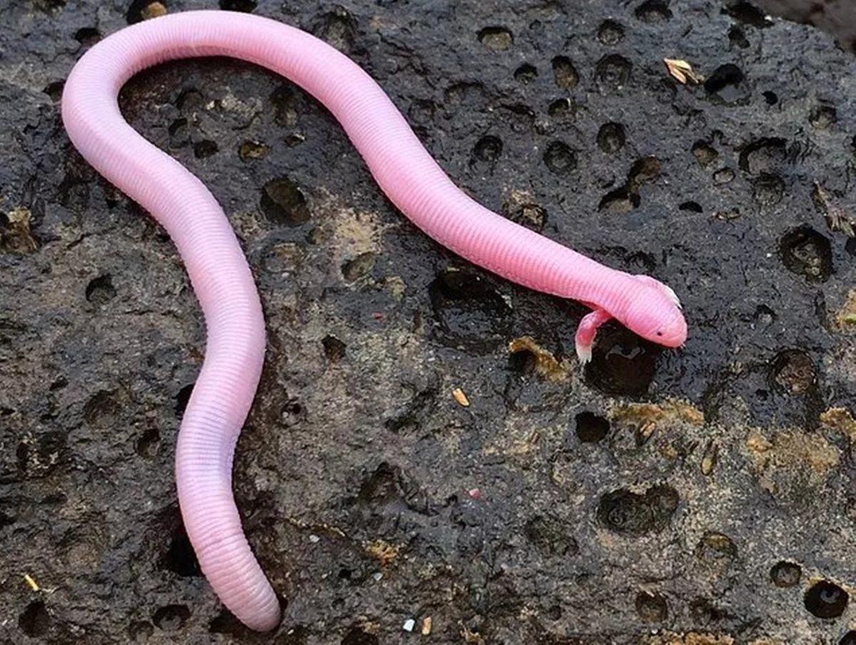 Gerçek Olduğuna İnanmakta Güçlük Çekeceğiniz 25 Sıra Dışı Görüntü