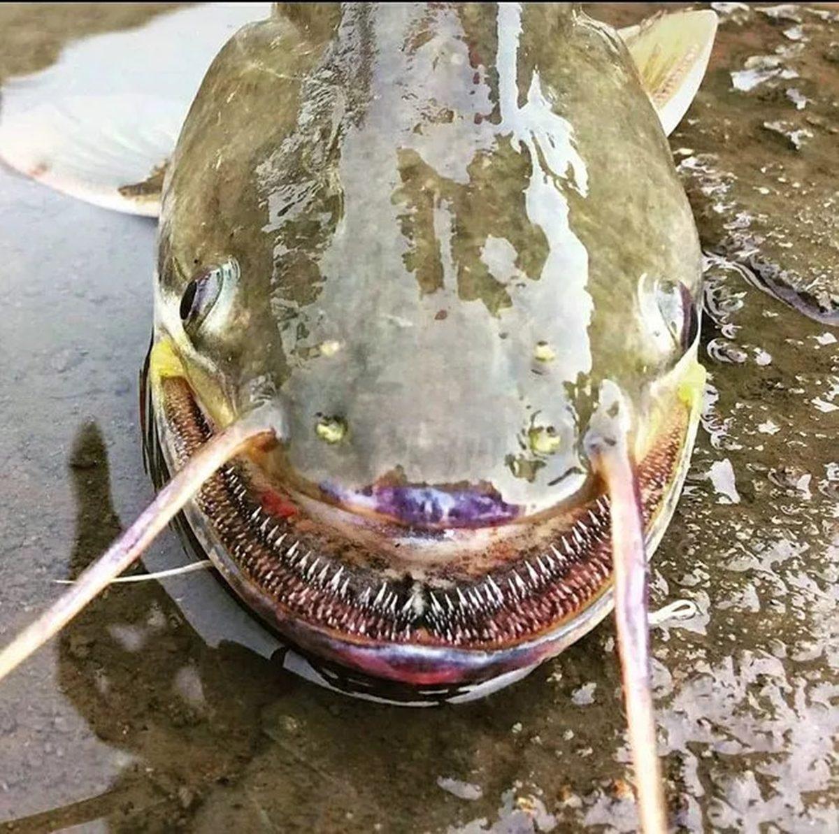 Gerçek Olduğuna İnanmakta Güçlük Çekeceğiniz 25 Sıra Dışı Görüntü