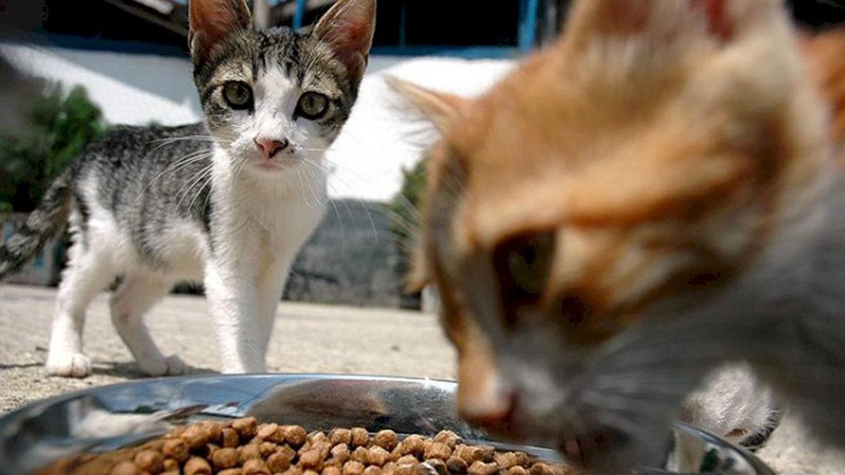 Hayvan Dostlarına Müjde: Evcil Hayvan Mamalarına KDV İndirimi Geliyor