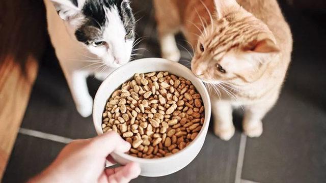 Hayvan Dostlarına Müjde: Evcil Hayvan Mamalarına KDV İndirimi Geliyor