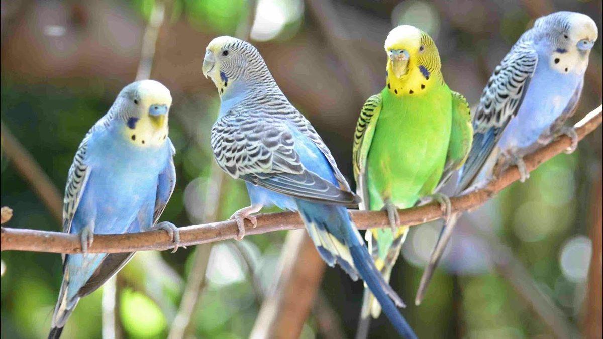 Muhabbet Kuşları Hakkında Duyunca Şaşıracağınız 6 Bilimsel Gerçek