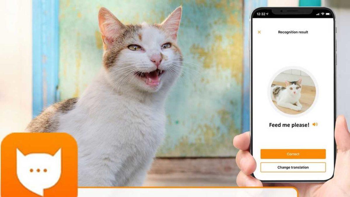 Kedilerin Miyavlamalarını Tercüme Eden Uygulama: MeowTalk