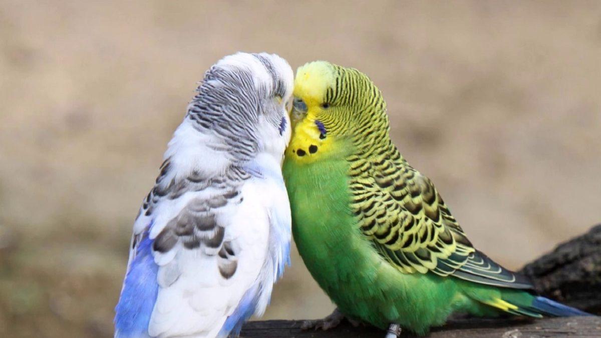 Muhabbet Kuşları Hakkında Duyunca Şaşıracağınız 6 Bilimsel Gerçek