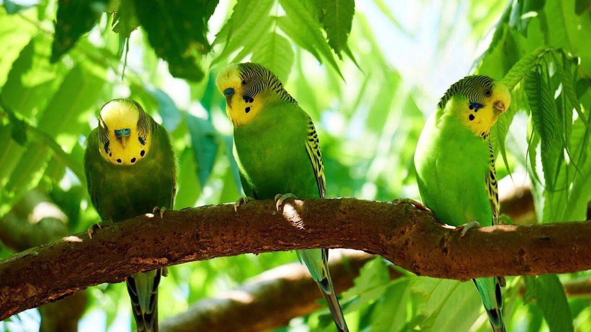 Muhabbet Kuşları Hakkında Duyunca Şaşıracağınız 6 Bilimsel Gerçek