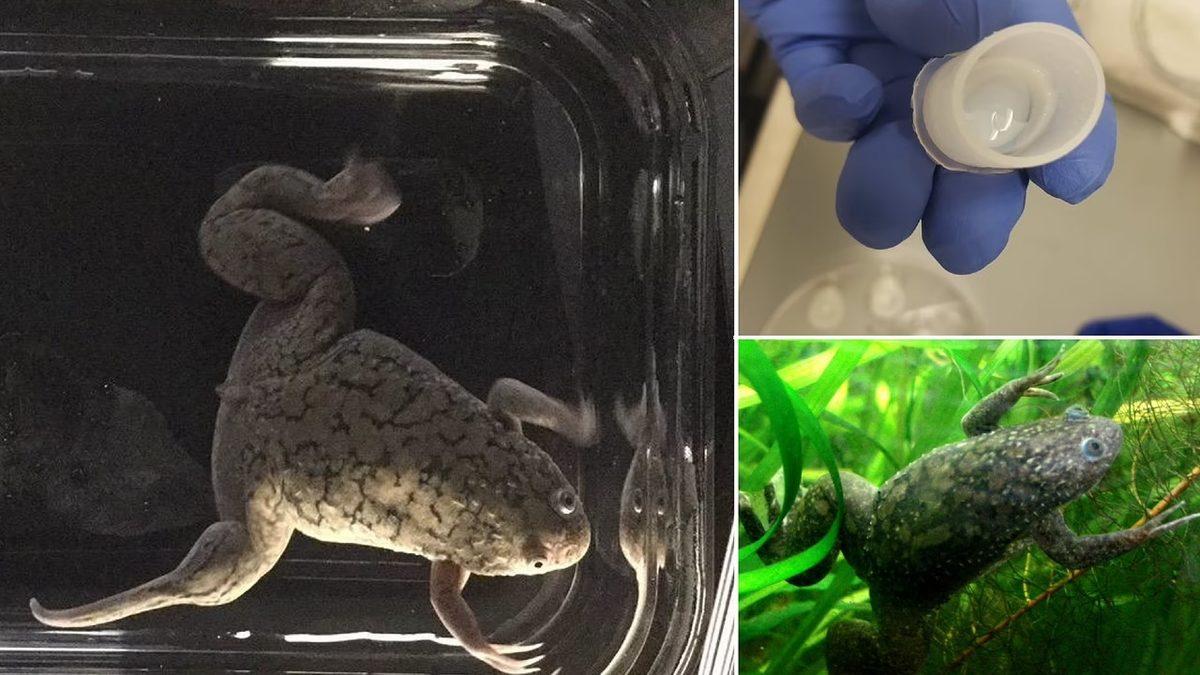 Kurbağaların Eksik Uzuvlarının Yeniden Büyümesini Sağlayan Bir İlaç Geliştirildi: İnsanlar İçin Geliştirilecek Tedavilere Öncülük Edebilir