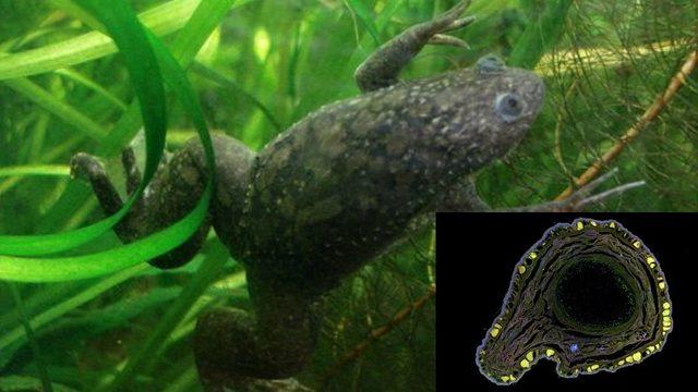 Kurbağaların Eksik Uzuvlarının Yeniden Büyümesini Sağlayan Bir İlaç Geliştirildi: İnsanlar İçin Geliştirilecek Tedavilere Öncülük Edebilir